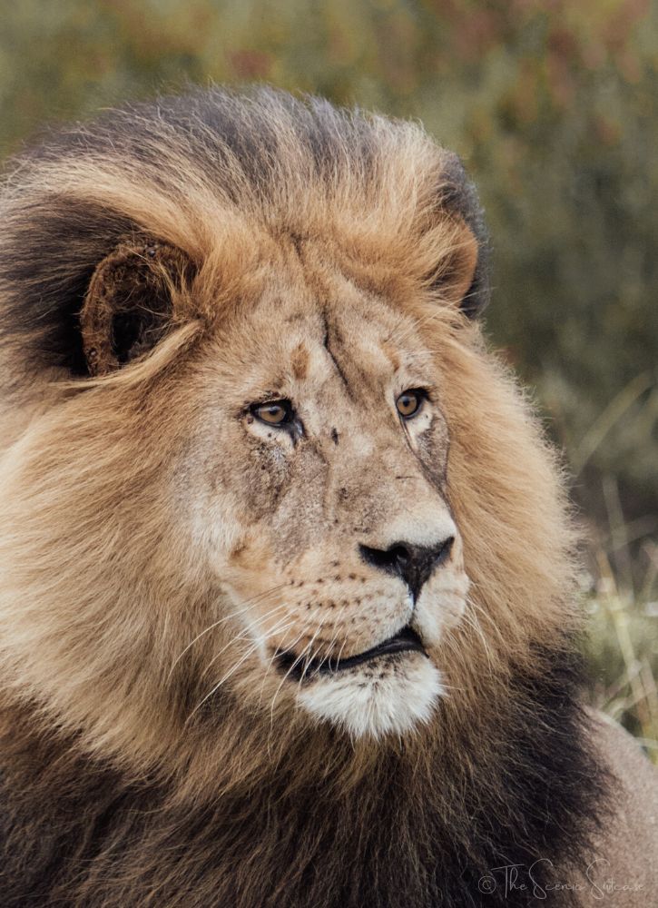 A photo of a lion's face. Expert mobile photography tips to help you take incredible photos with your cell phone.