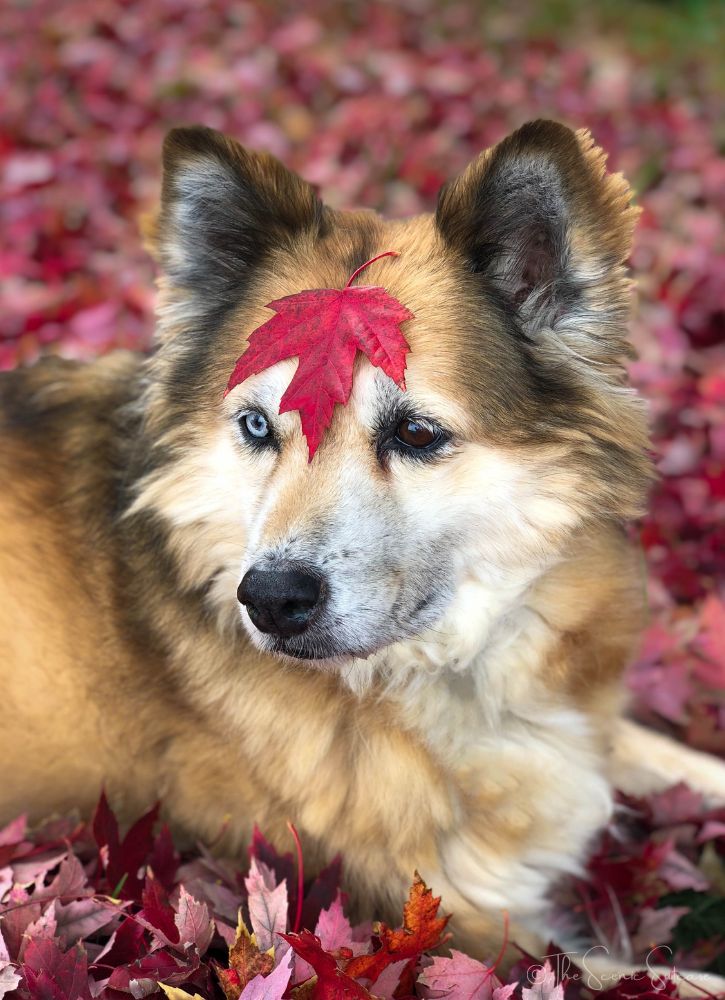 A dog with a red leaf on its forehead. Expert mobile photography tips to help you take incredible photos with your cell phone.
