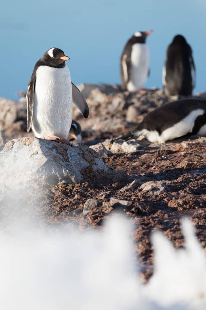 A penguin standing on a rock.