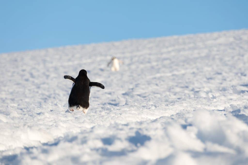 A penguin climbing a hill.