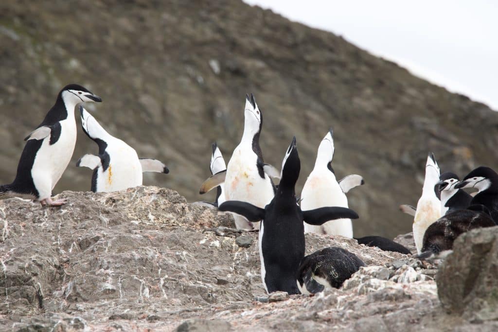 Penguins chatting with each other near their nests.