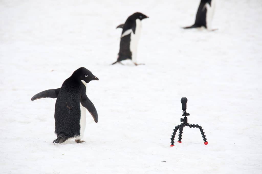 A penguin looking at a GoPro on a tripod.