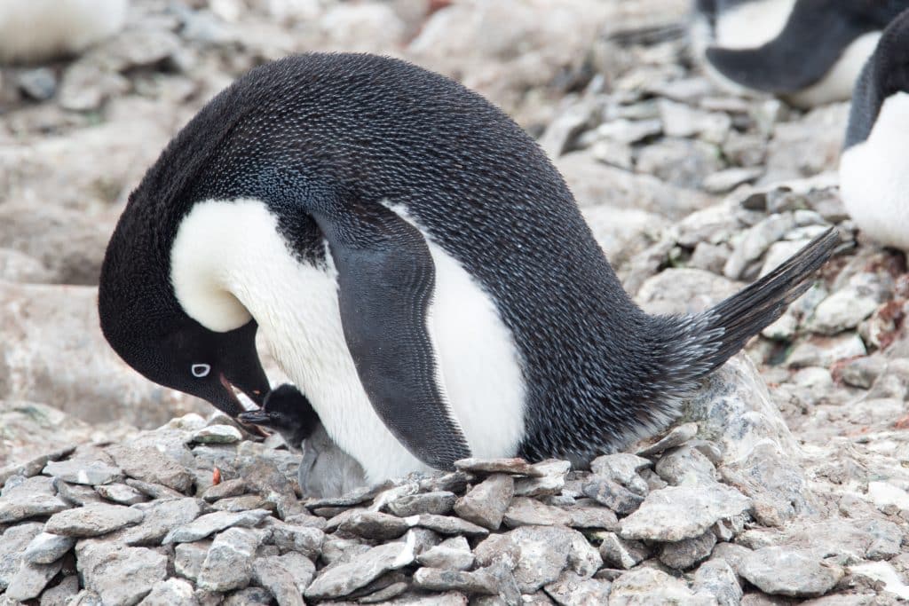 A penguin feeding its chick.