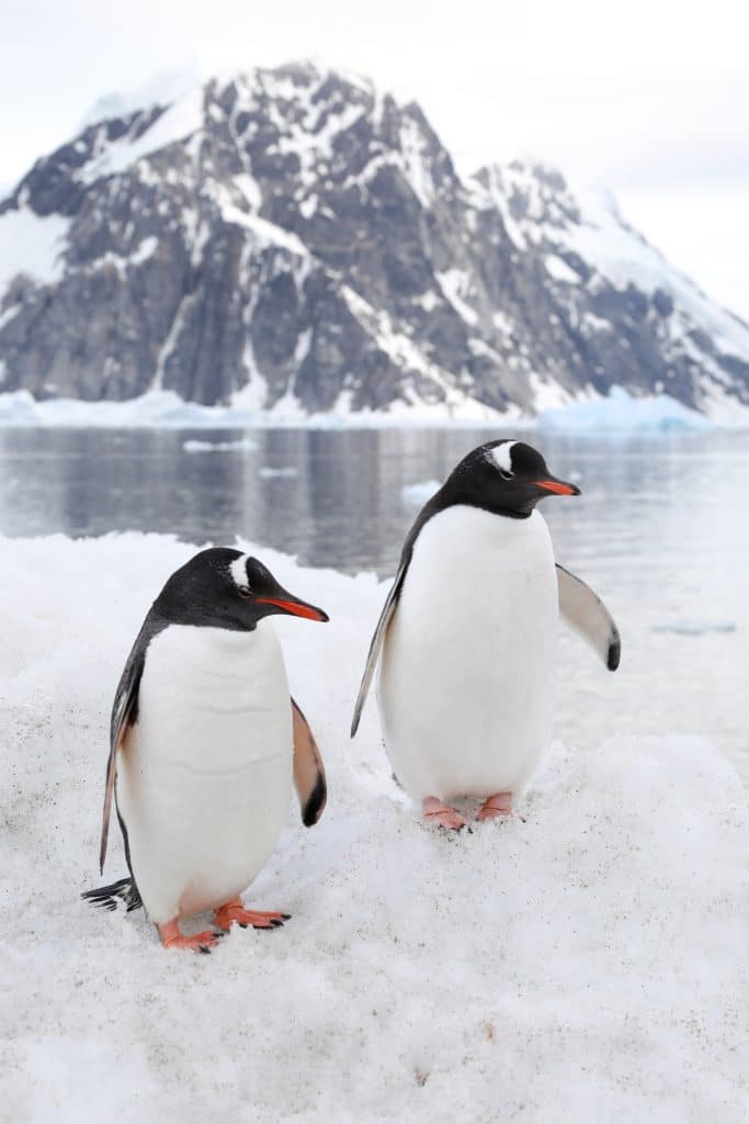 Two penguins standing in the snow with a mountain in the background.