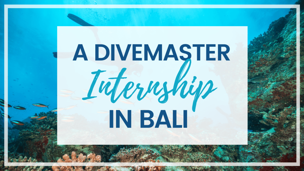 Learn all about what it's like to participate in a Divemaster Internship in Bali. Types of programs, memorable moments, and more!