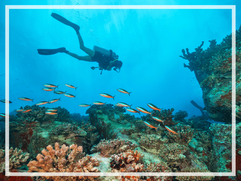 Learn all about what it's like to participate in a Divemaster Internship in Bali. Types of programs, memorable moments, and more!