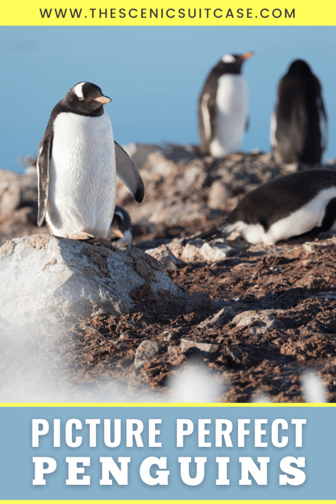 Learn all about penguins - the most dapper of our feathered friends! From their amazing anatomy to their playful personalities and more!