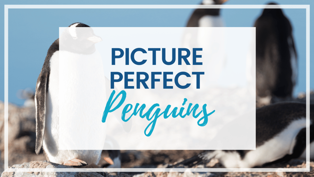 Learn all about penguins - the most dapper of our feathered friends! From their amazing anatomy to their playful personalities and more!