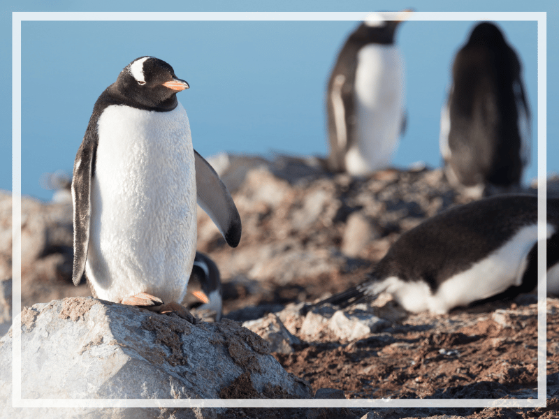 Learn all about penguins - the most dapper of our feathered friends! From their amazing anatomy to their playful personalities and more!