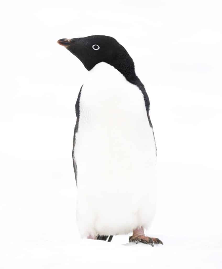 A penguin standing in the snow.