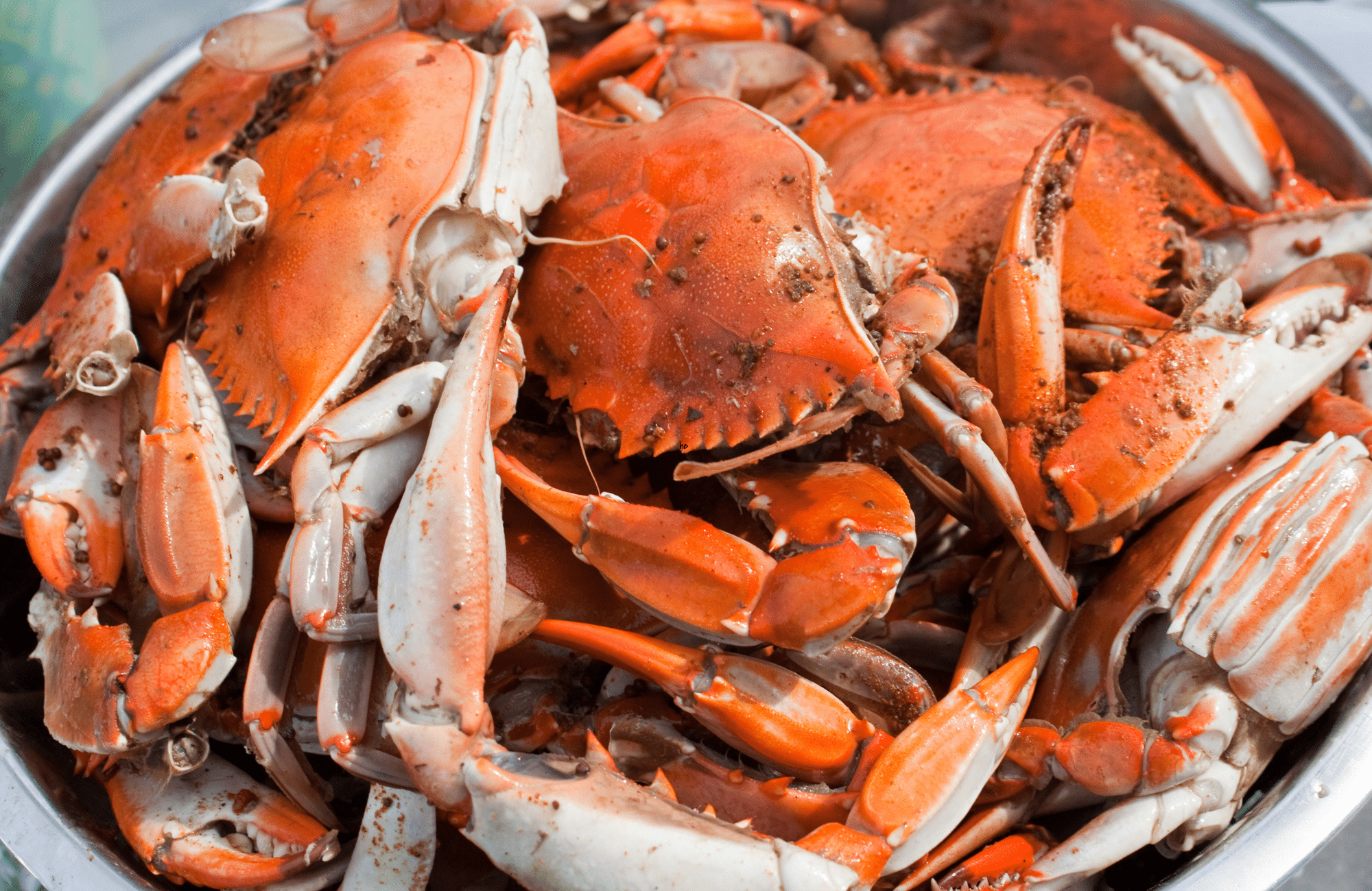 Cooked blue crabs.