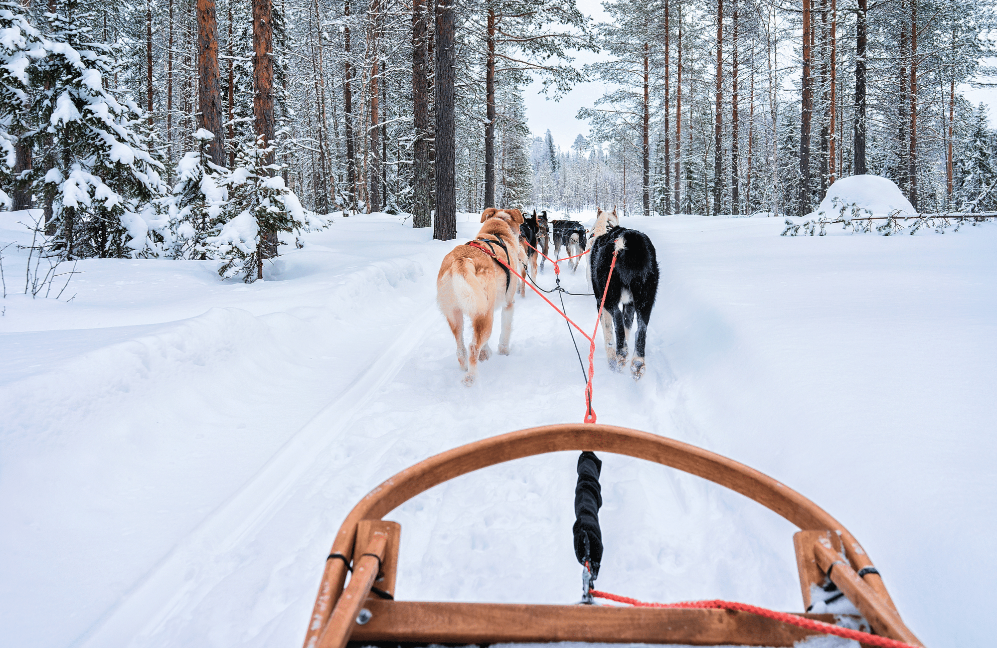 View from a dog sled through a winter wooded forest.