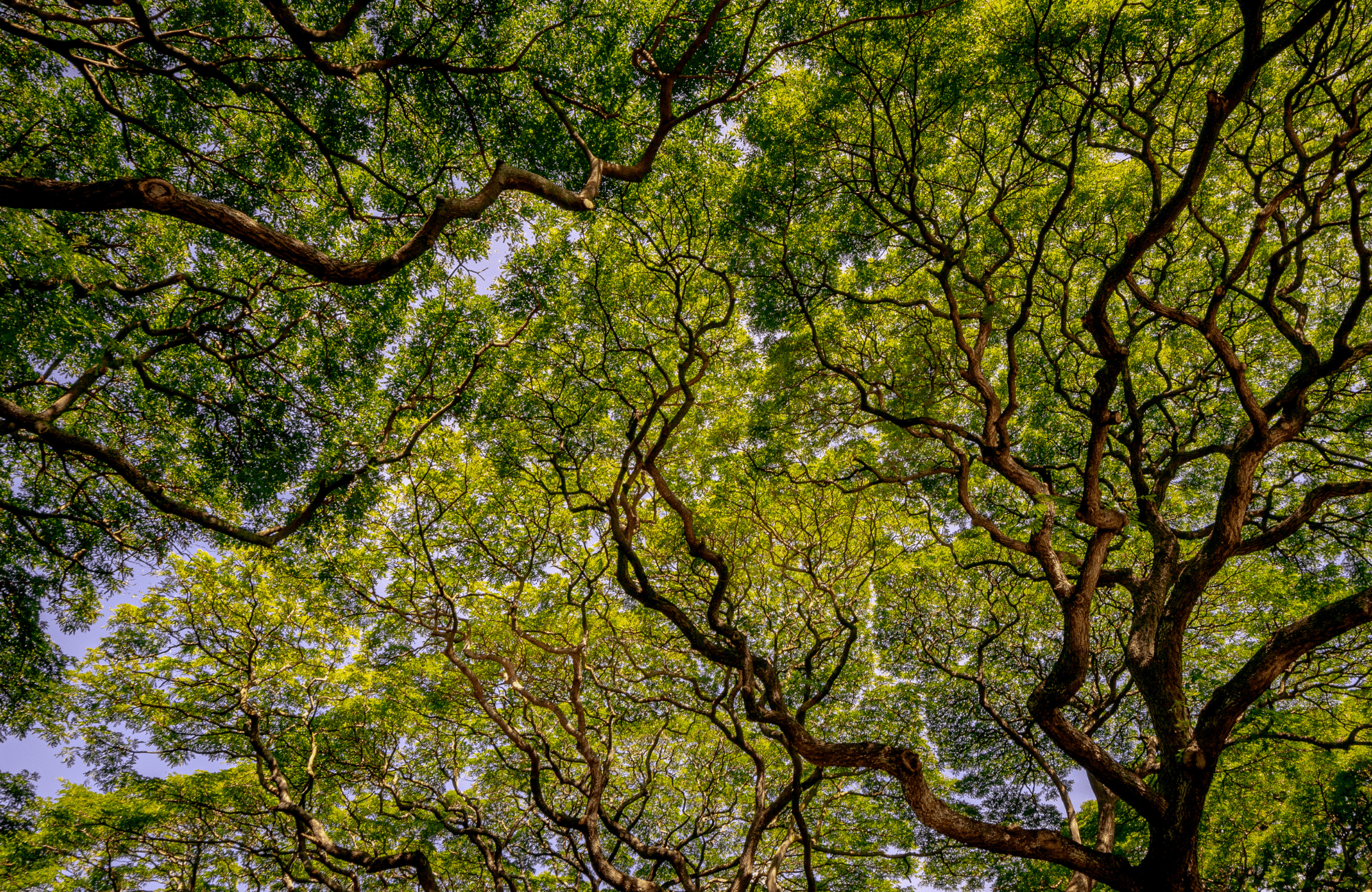Looking at up a green treetop canopy from the ground below.