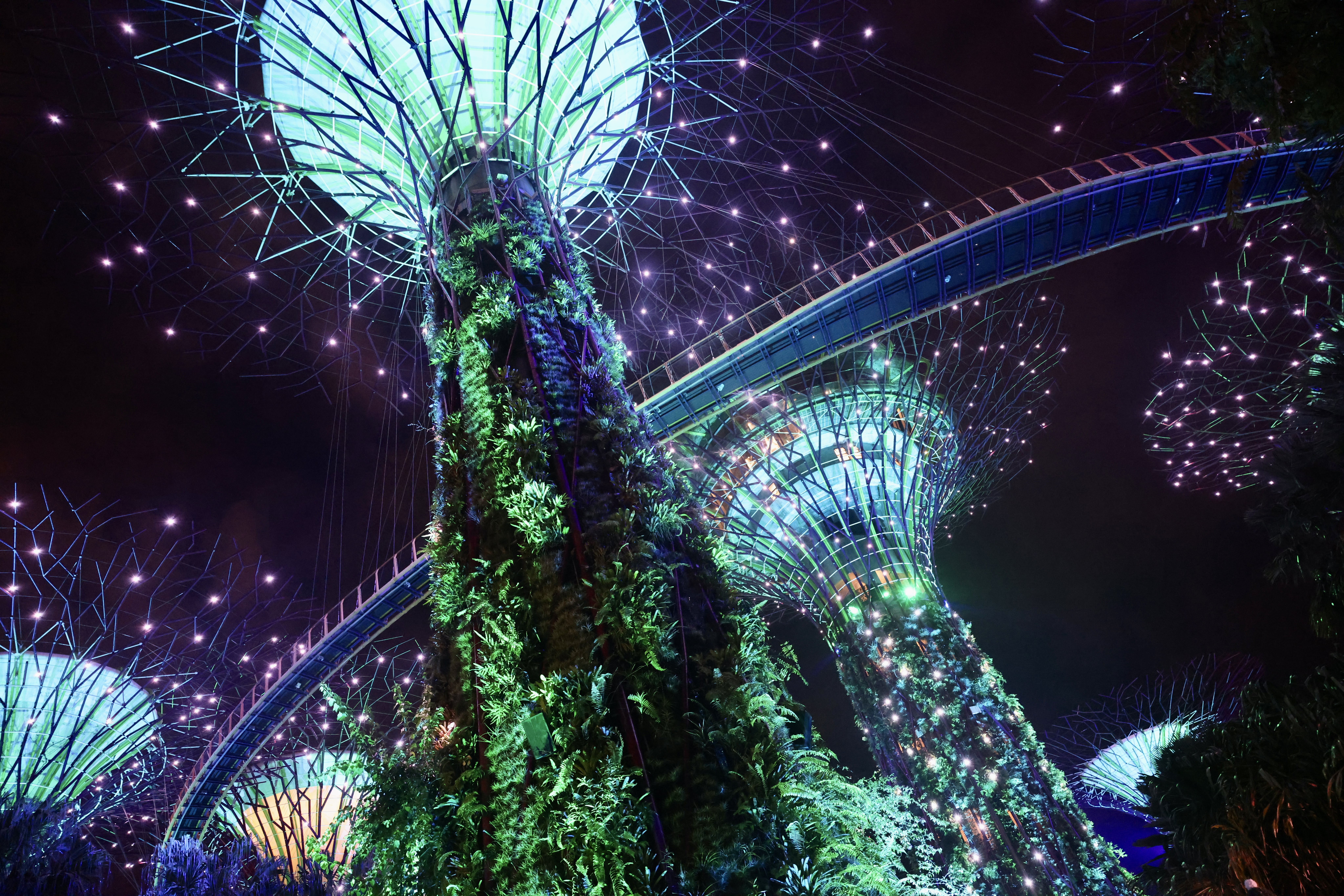 The SuperTree Grove lit up at night