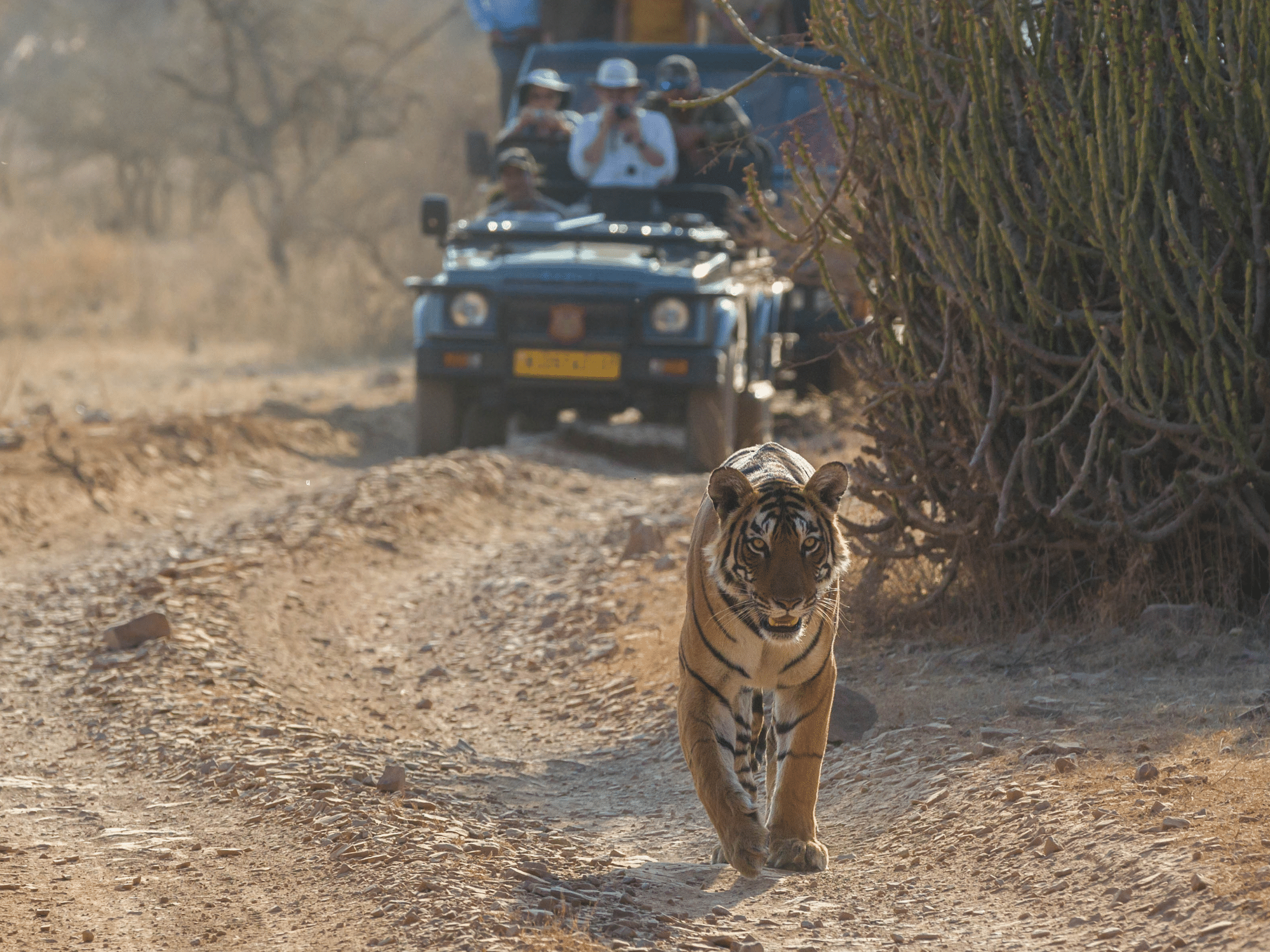 A tiger walking along a dirt road with a open top safari jeep in the background.