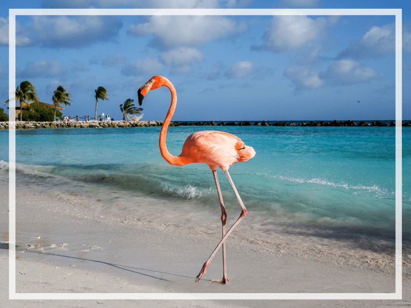 Discover seven of the best places to stay in Aruba when booking a vacation rental. Learn the ins and outs of areas around the island.