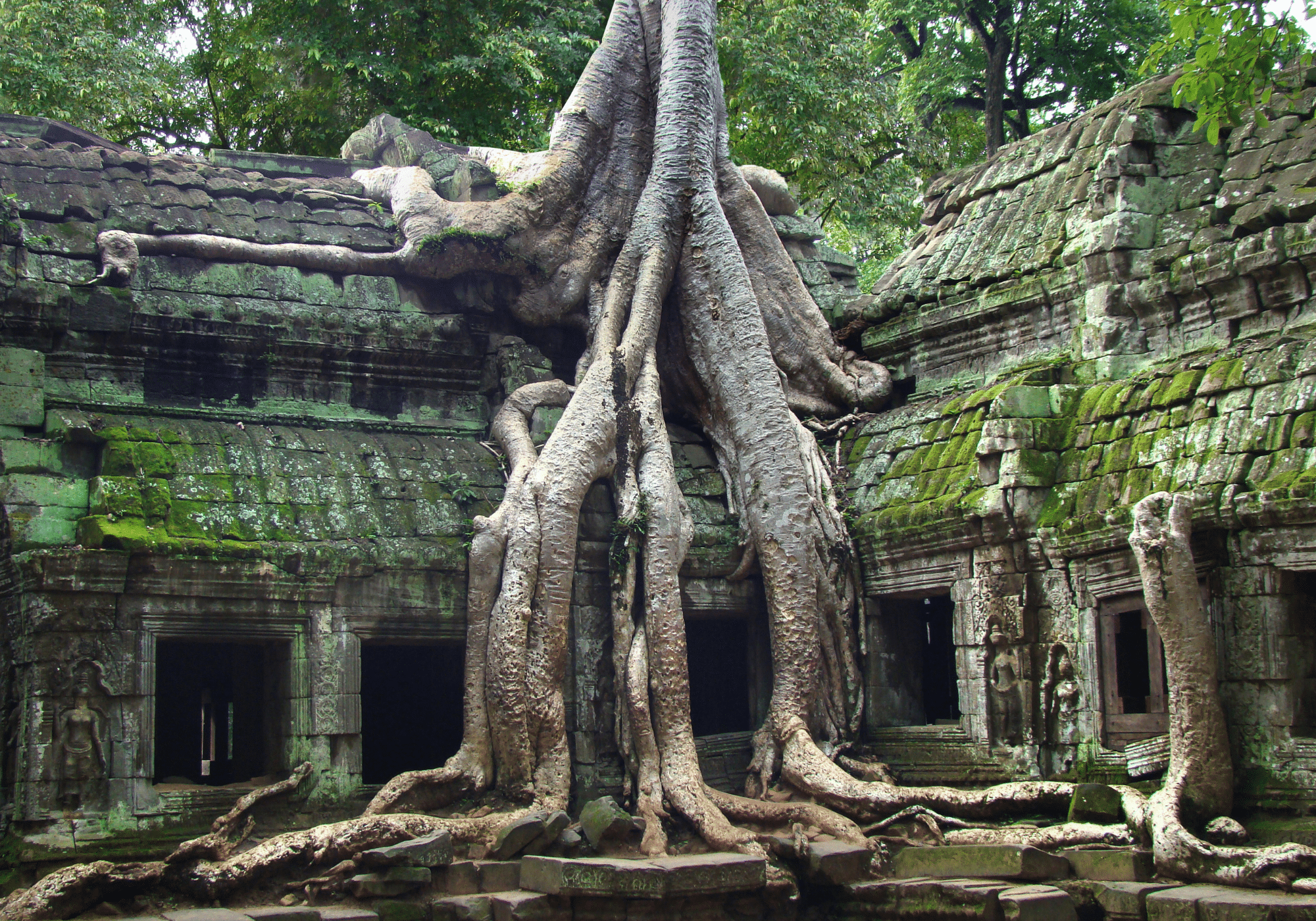 A tree growing over the ruins of Angkor Wat.