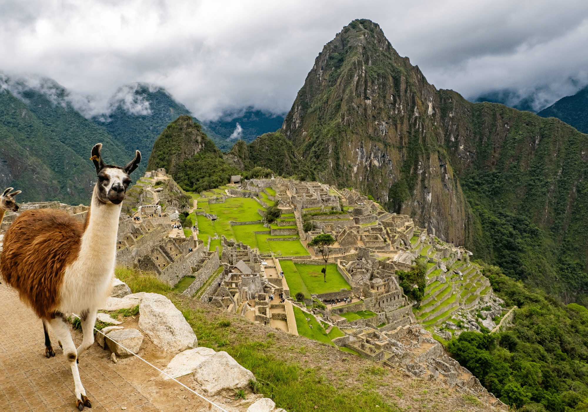 A llama on a hillside in front of the ruins of Machu Picchu.