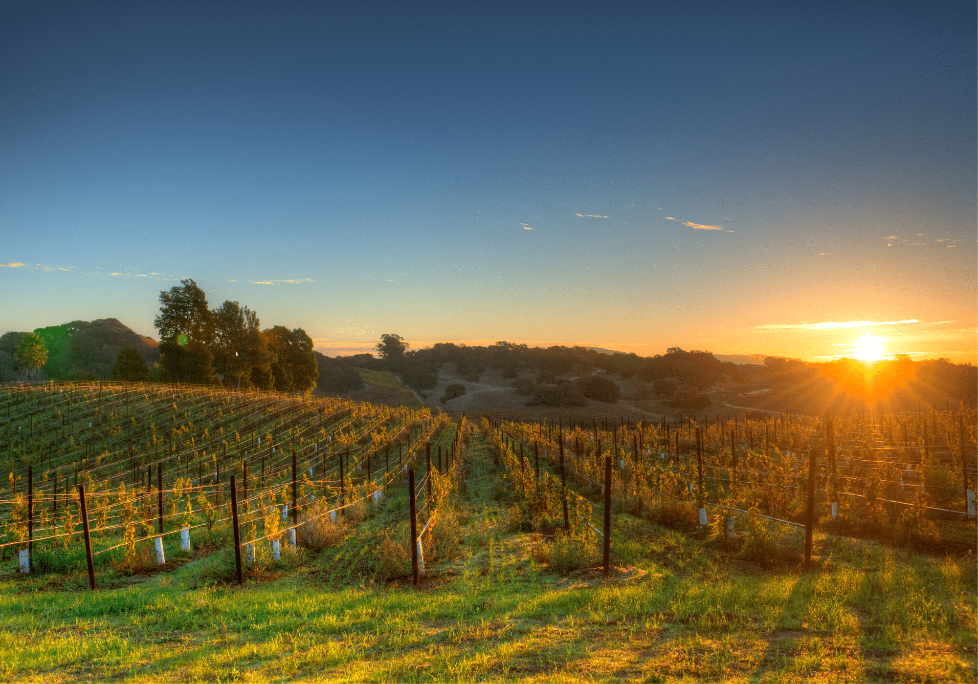 Sunrise over a vineyar with rolling hills in the background.
