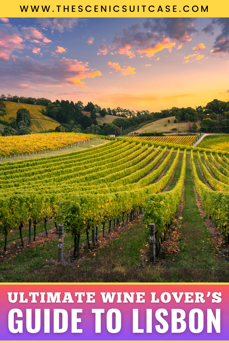 Discover the ultimate wine lover's guide to Lisbon. From luxury vineyards to exclusive tastings, here's what you shouldn't miss!